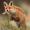 Nazli Aslan avatar